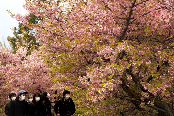 Люди в масках на фестивале цветущей вишни в Японии  - Sputnik Абхазия