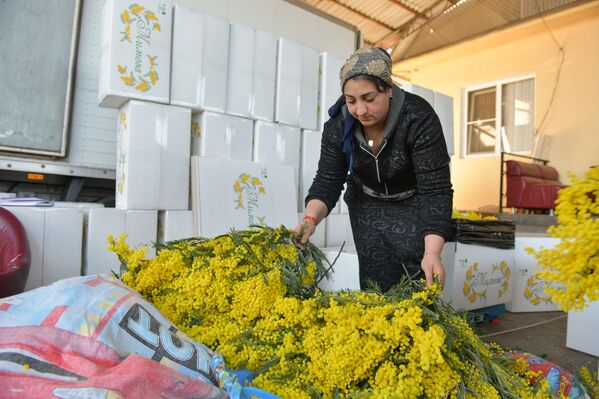 Абхазским женщинам дарить мимозу не принято, она ассоциируется у них со сложным трудом, да и растет цветок повсюду, как сорняк - Sputnik Абхазия