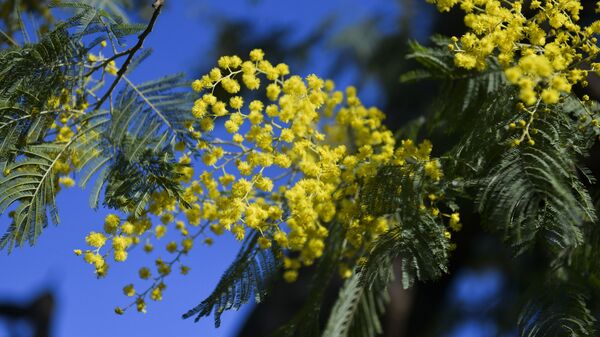 Ашәҭ ҩежь ссир: аҳәса рымшныҳәа иасимволу амимоза шеиқәдыршәо - Sputnik Аҧсны