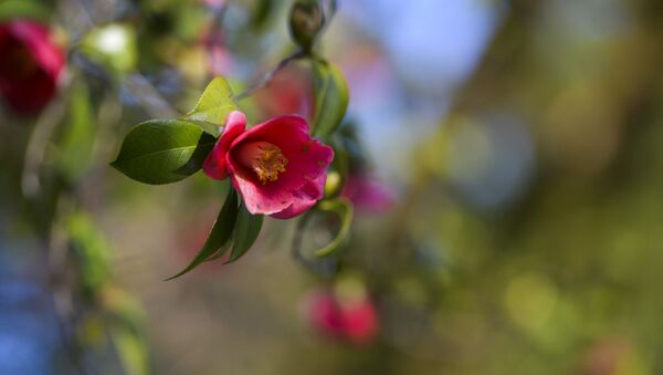 Цветущие деревья, весна на дворе - Sputnik Абхазия