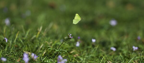 Цветущие деревья, весна на дворе Цветущие деревья, весна на дворе - Sputnik Аҧсны