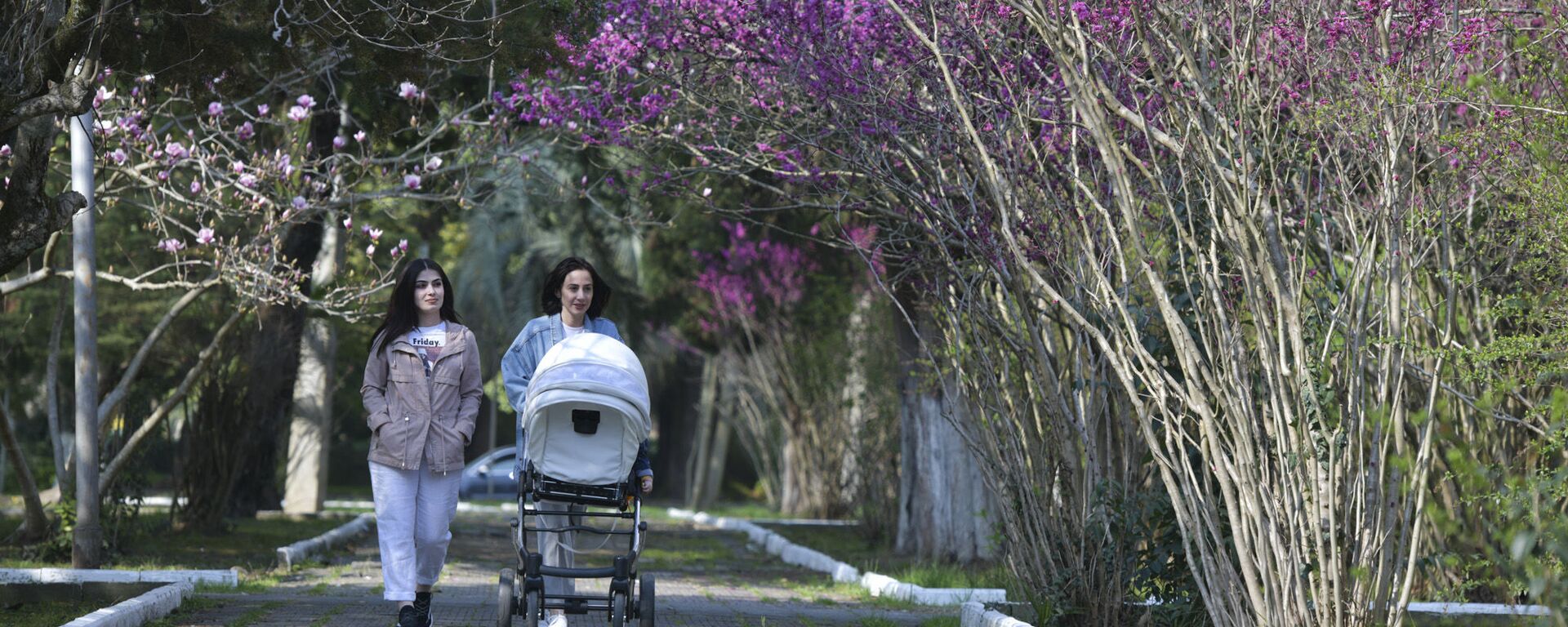 Цветущие деревья, весна на дворе - Sputnik Абхазия, 1920, 15.01.2026