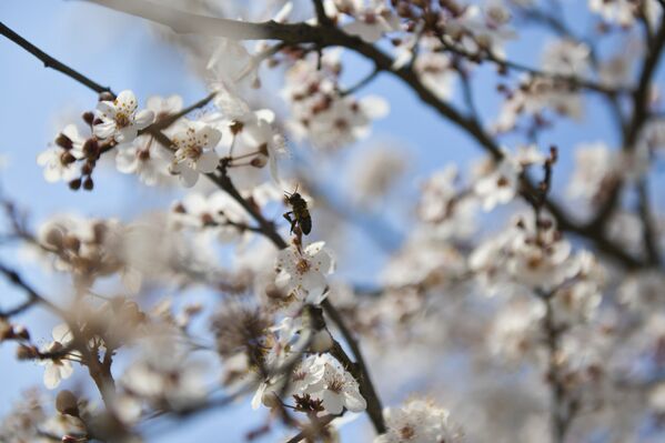 Пчелы уже приступили к своим обязанностям и скоро в Абхазии будет свежий мед - Sputnik Абхазия