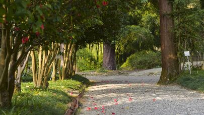 Цветущие деревья, весна на дворе