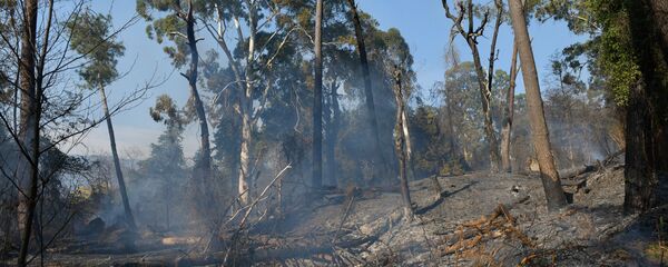 Пожары в Абхазии Пожары в Абхазии - Sputnik Абхазия