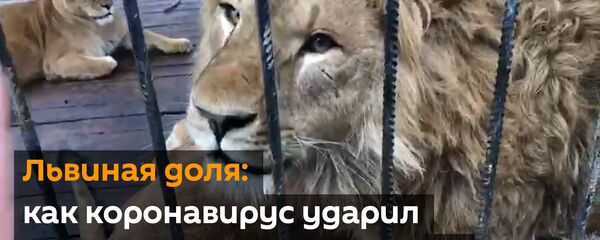 Львиная доля: как коронавирус ударил по парку Прайд в Абхазии Львиная доля: как коронавирус ударил по парку Прайд в Абхазии - Sputnik Абхазия