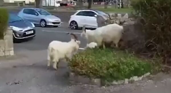 Нашествие животных - Sputnik Абхазия