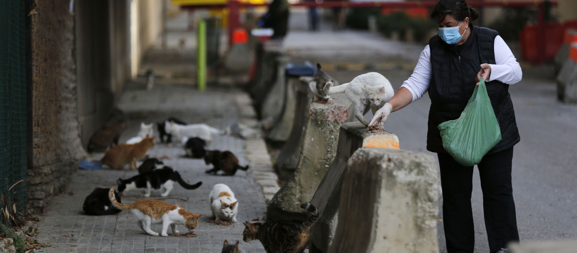 Женщина кормит уличных кошек во время эпидемии коронавируса, Бейрут - Sputnik Абхазия, 1920, 03.06.2020