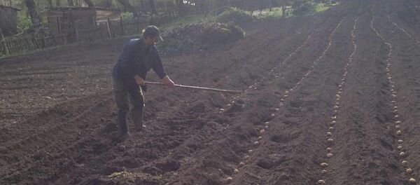 Весенне-посевные работы в высокогорном селе Псху  - Sputnik Абхазия