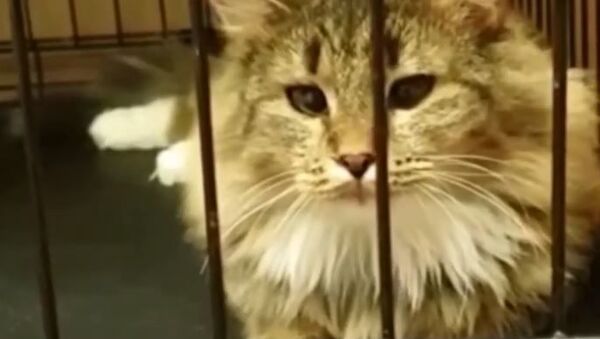 Как живут эрмитажные коты в самоизоляции - Sputnik Абхазия