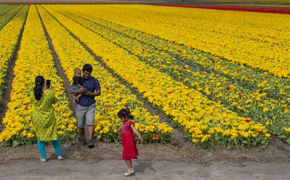 Семья фотографируется на фоне тюльпанового поля в Лиссе, Нидерланды - Sputnik Абхазия