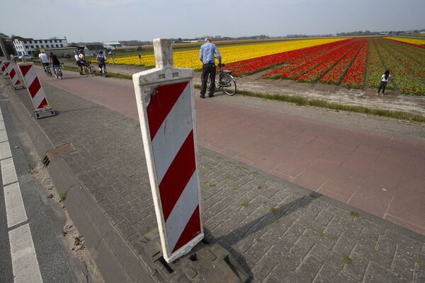 Дорожные знаки на фоне тюльпанового поля в Лиссе, Нидерланды - Sputnik Абхазия