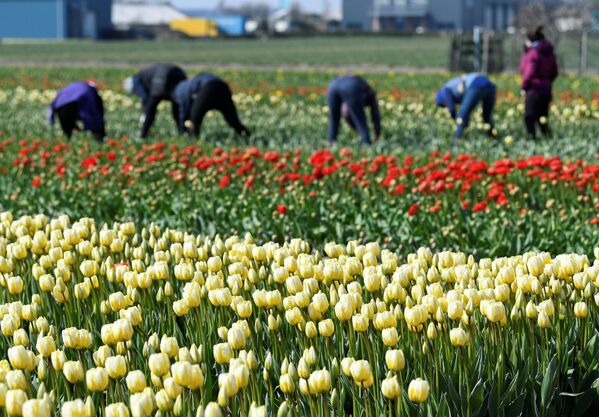 Рабочие на поле с тюльпанами в Лиссе, Нидерланды - Sputnik Абхазия
