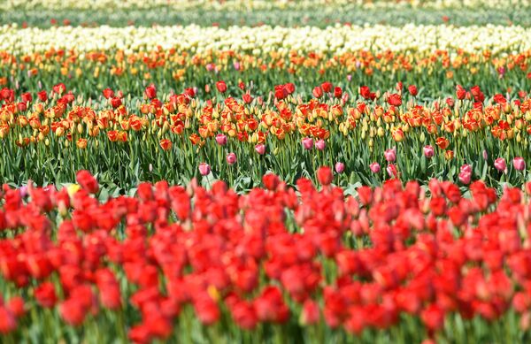 Поле с тюльпанами в Лиссе, Нидерланды - Sputnik Абхазия