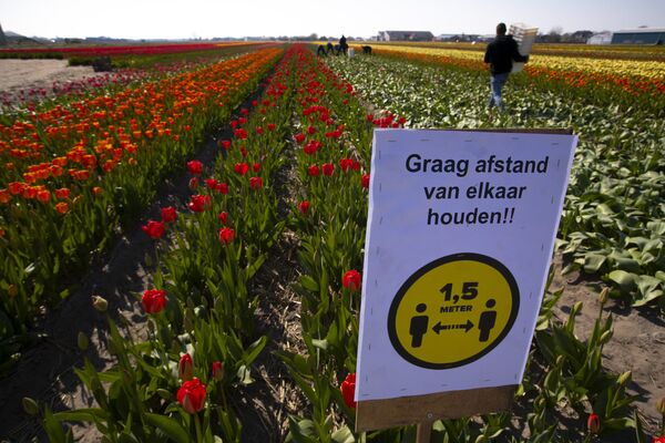 Знак, предупреждающий о необходимости соблюдать социальную дистанцию на поле с тюльпанами в Лиссе - Sputnik Абхазия