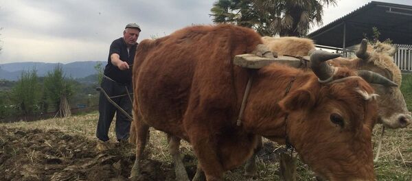 Весенне-полевые работы в Абхазии Весенне-полевые работы в Абхазии - Sputnik Абхазия