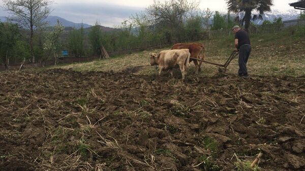 Весенне-полевые работы в Абхазии - Sputnik Аҧсны