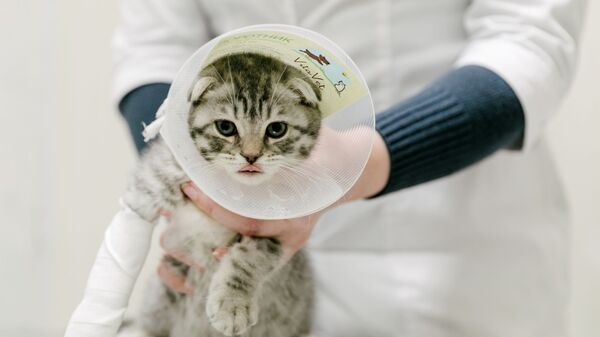 Работа ветеринарной клиники  - Sputnik Абхазия