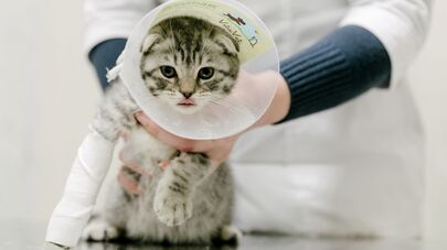 Работа ветеринарной клиники 