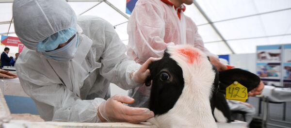 Чемпионат профессионального мастерства по стандартам WorldSkills Russia в Казани - Sputnik Абхазия