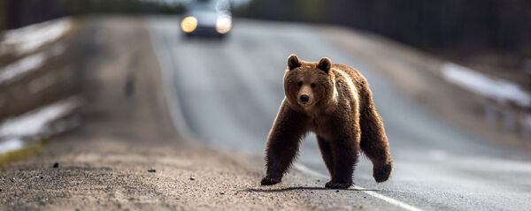 Регионы России. Карелия Регионы России. Карелия - Sputnik Абхазия