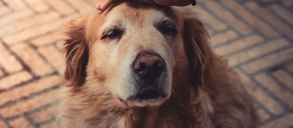 Собака - Sputnik Абхазия