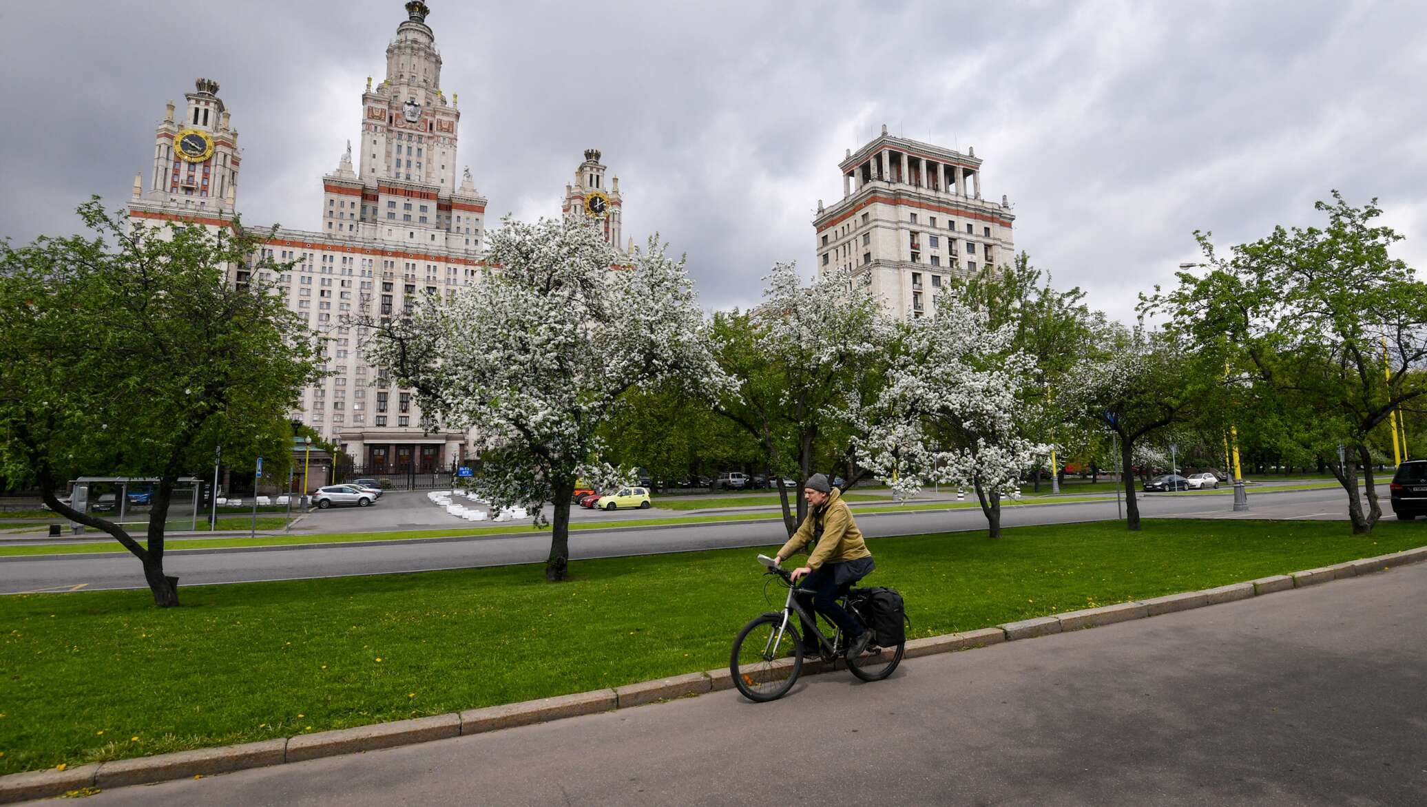 Специалист мгу. Сакура в Москве МГУ. МГУ цветущие деревья. Деревья у здания МГУ.