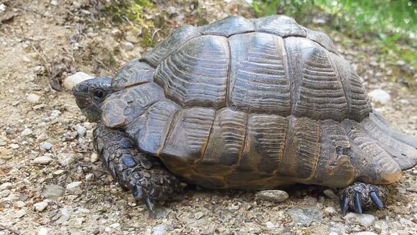 Сухопутные черепахи в Пицунде - Sputnik Абхазия