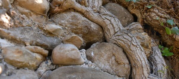 Раскопки Великой абхазской стены в селе Мерхеул Раскопки Великой абхазской стены в селе Мерхеул - Sputnik Аҧсны
