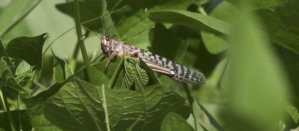 Саранча сидит на поле в пакистанском портовом городе Карачи 11 ноября 2019 года - Sputnik Абхазия