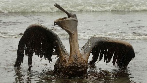 Пеликан, пострадавший от разлива нефти в Мексиканском заливе - Sputnik Абхазия