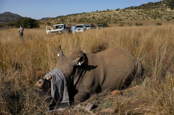 Носорог, которому спилили рог, чтобы препятствовать браконьерству, в заповеднике Пиланесберг, ЮАР - Sputnik Абхазия
