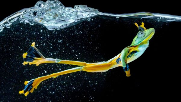 Снимок Wallace Flying Frog фотографа  Chin Leong Teo, занявший первое место в категории Movement/Nature  конкурса IPA OneShot Movement 2020 - Sputnik Абхазия
