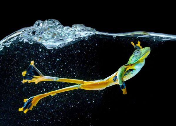 Снимок Wallace Flying Frog фотографа  Chin Leong Teo, занявший первое место в категории Movement/Nature  конкурса IPA OneShot Movement 2020 - Sputnik Абхазия