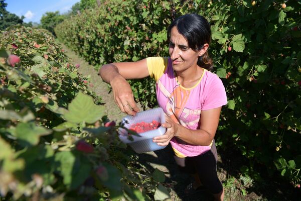 Малиновому хозяйству Эдуарда за сезон удается собрать около трех тонн ягоды.  - Sputnik Абхазия