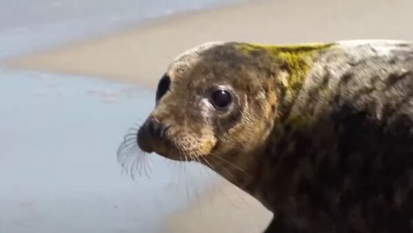 Калининградский зоопарк выпустил спасенного тюленя в Балтийское море - Sputnik Абхазия