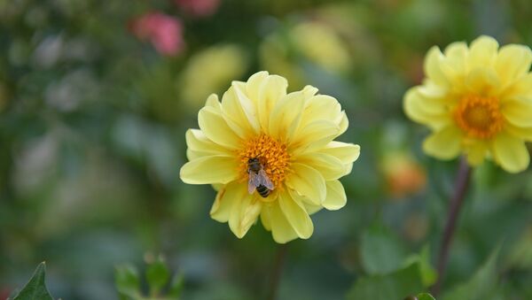 Пчела на цветке  - Sputnik Абхазия