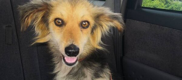 Подопечные приюта для собак Топа, которых приютили в России Подопечные приюта для собак Топа, которых приютили в России - Sputnik Абхазия