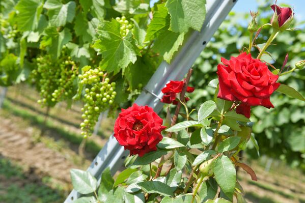 Розы цветущие на винограднике  - Sputnik Абхазия