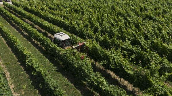 На плантациях в Лабре выращивают французские сорта винограда, привезенные из Италии - Sputnik Абхазия