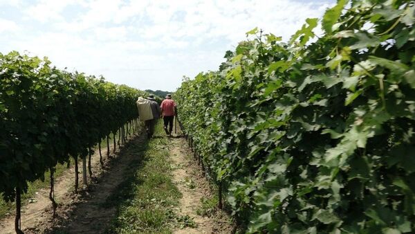 Триста тысяч французов: как в селе Лабра выращивают виноград из Европы - Sputnik Абхазия