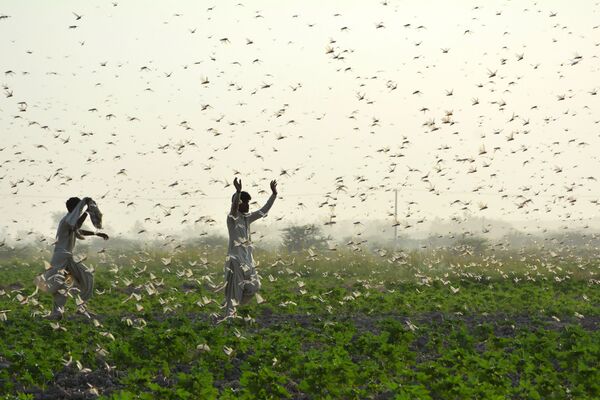 Фермеры во время нашествия саранчи в Пакистане - Sputnik Абхазия