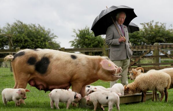Принц Чарльз во время посещения фермерского парка Cotswold, Великобритания  - Sputnik Абхазия